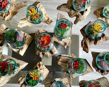 Vibrant, unique succulent arrangements in glass planters set on driftwood bases