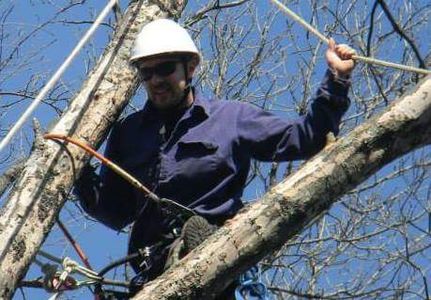 A worker wearing safety gear climbs a tree on a clear day.