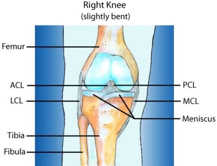 Medial Collateral Ligament (MCL) / Lateral Collateral Ligament (LCL)  Injuries: - Primal Physiotherapy