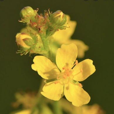 Bach Herbal Agrimony