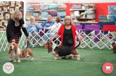 Best of Breed competition at 2022 BHCA Nationals. Blue Bay Lone Ranger of Stonewall with Eva. Blue B