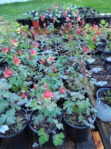 Wild columbine gallons