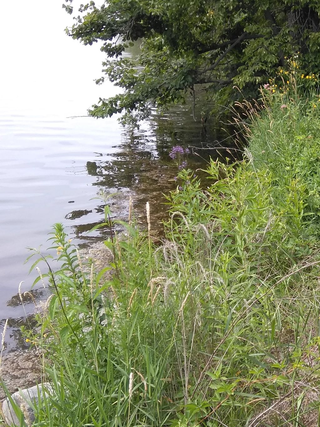 Shoreline restoration. Cedar Lake.
