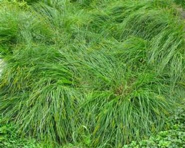 Brown Fox Sedge
Carex vulpinoidea
