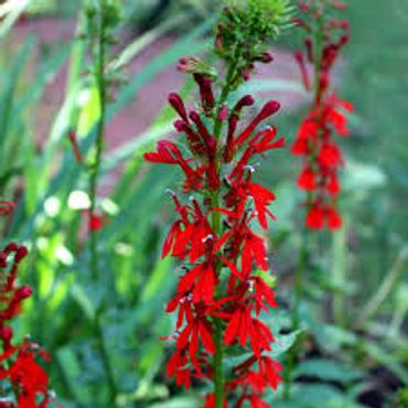Cardinal flower
Lobelia cardinalis