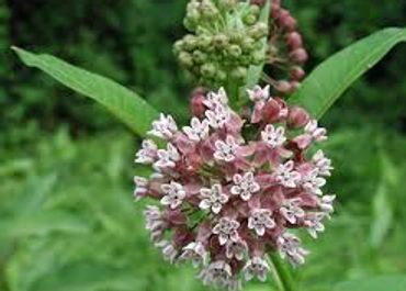 Common  milkweed
Asclepias syriaca
