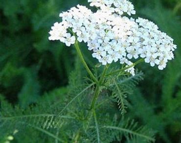 Common Yarrow
Achillea millefolium