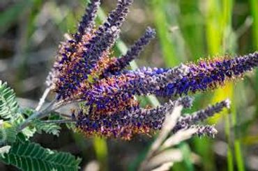 Leadplant
Amorpha canescens