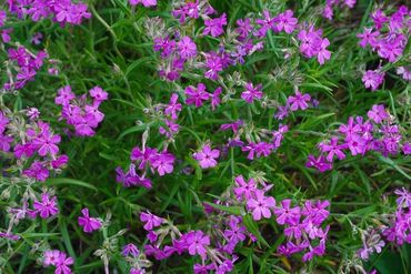 Prairie phlox
Phlox pilosa