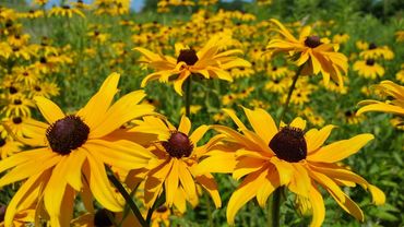 Black Eyed Susan
Rudbeckia hirta