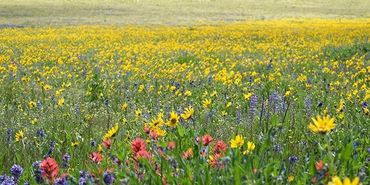Native Prairie Restoration