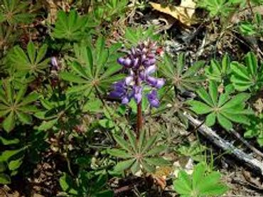 Wild Lupine
Lupinus perennis