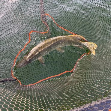 A fish caught in a net over green water.