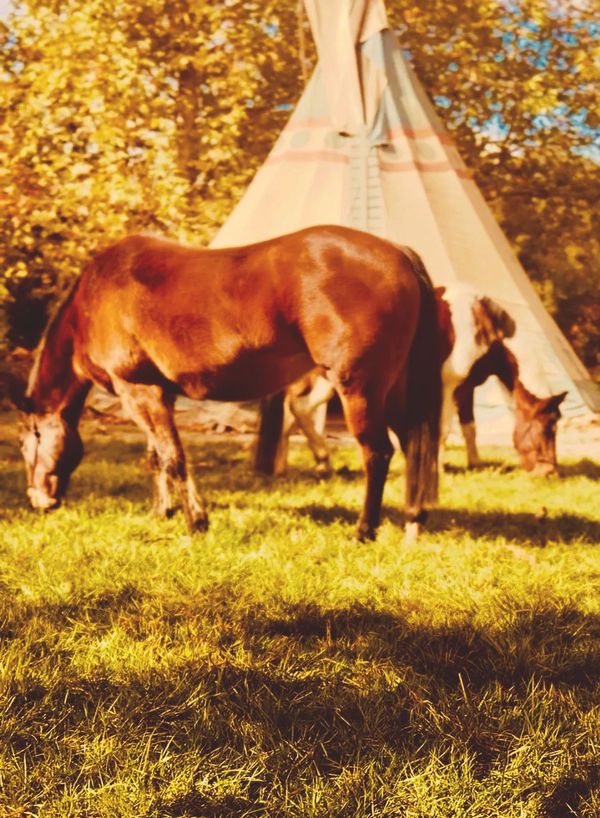 Two horses grazing near a teepee in a sunlit autumn setting.