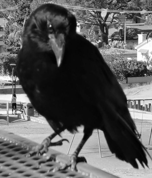 Close-up of a black bird perched on a bench.