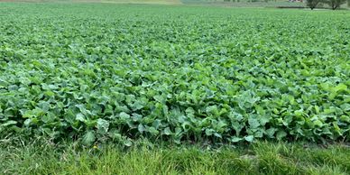 Kale
Cobungra Station