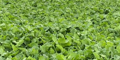 Kale 
Cobungra Station