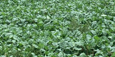 Winifred Brassica
Cobungra Station
Seed