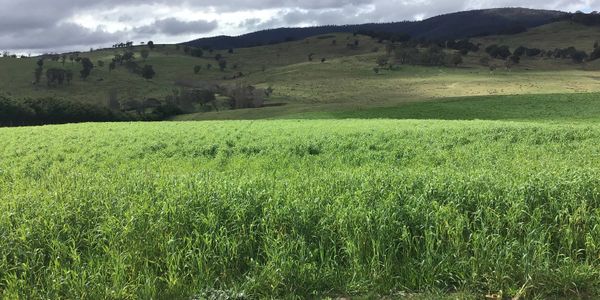 omeo 
the gap
seed trial