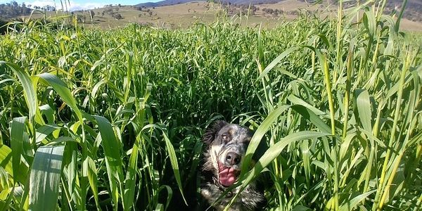 the gap
omeo seed trial
border collie
ryecorn
