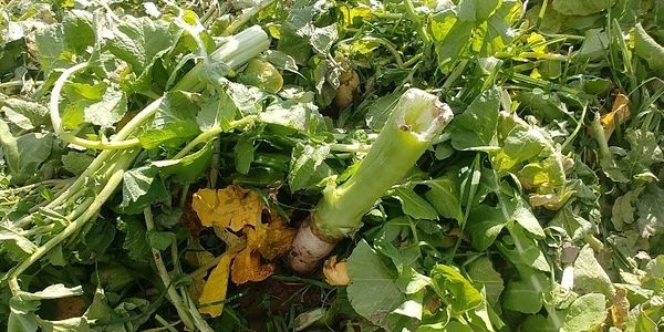 first graze
radish
smart radish