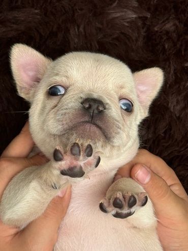 Cachorro bulldog francés