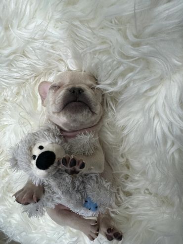 Cachorro bulldog Francés