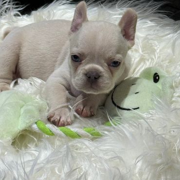 Cachorros bulldog francés