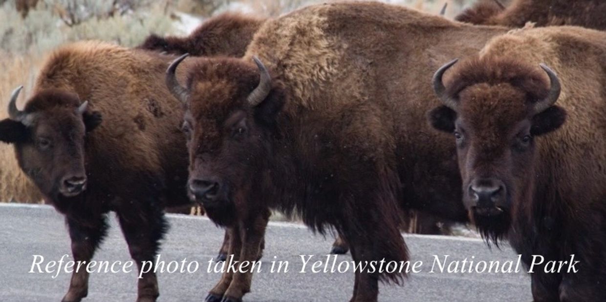 Bison standing on a road in Yellowstone National Park.