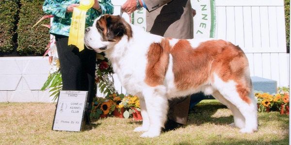Saint Bernard dog awarded third place at a kennel club show.