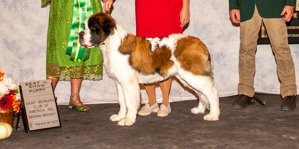 Saint Bernard dog wins Best in Show Puppy at club event with proud handlers and judge.