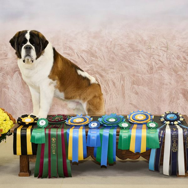St. Bernard dog with numerous award ribbons on a bench between flower pots.