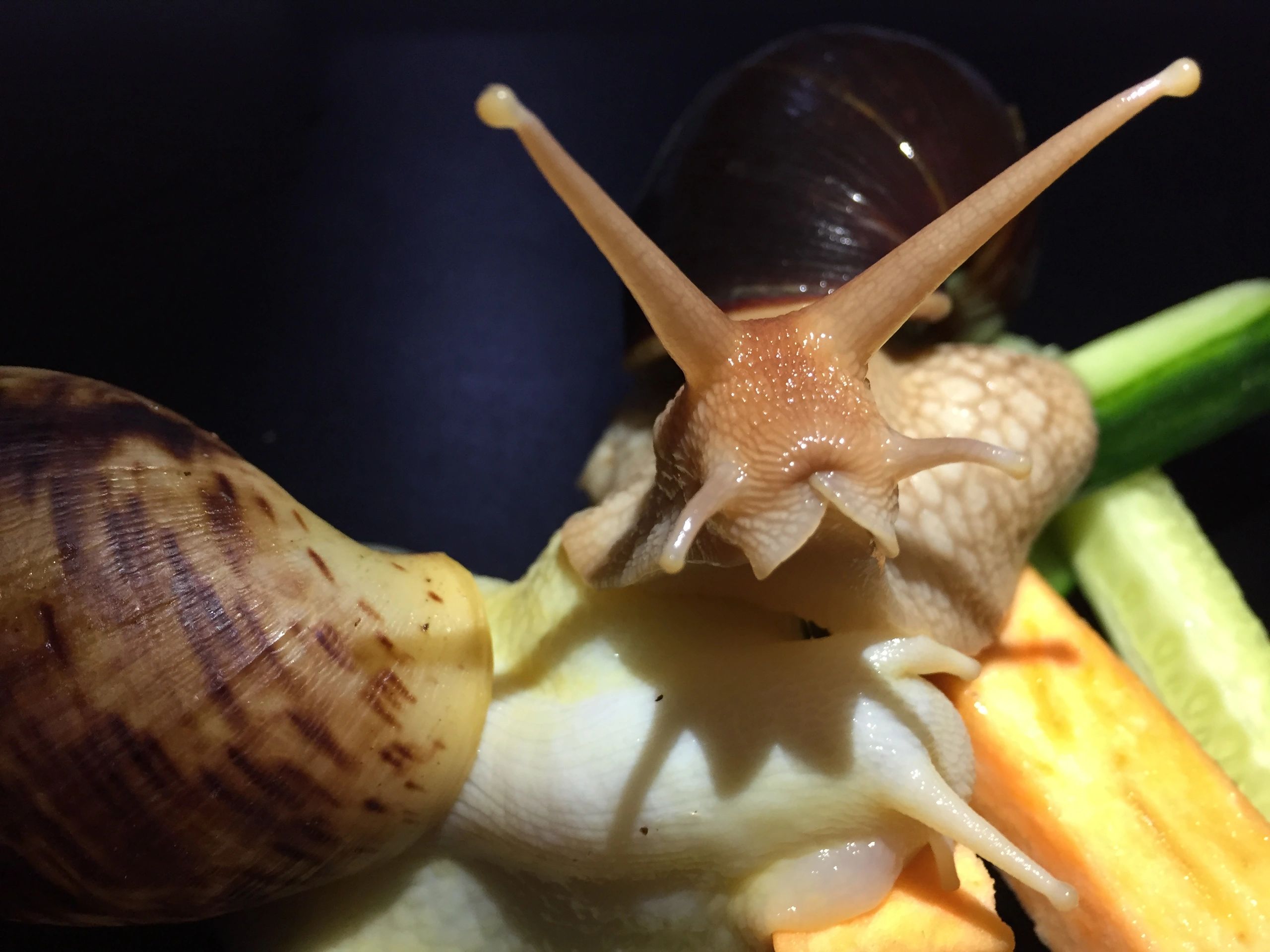 Giant African Land Snails Bugznbits