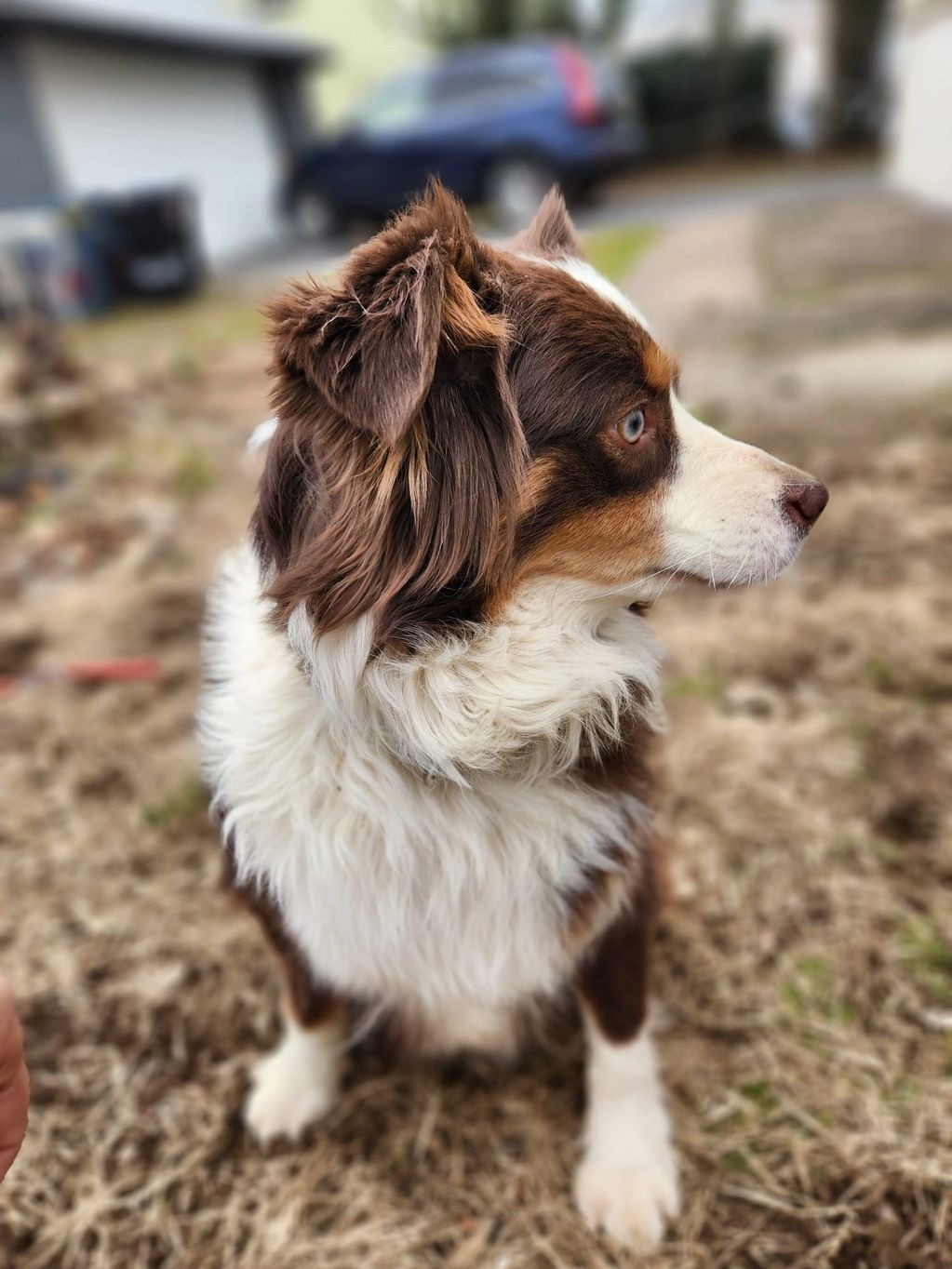 This our girl SCARLET a red tri ASDR registered clean thru parents this beutifull is curently pregn