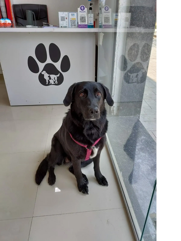 Paytm, Phonepe, Gpay, Pet Shop, Pet Store, Pet Grooming