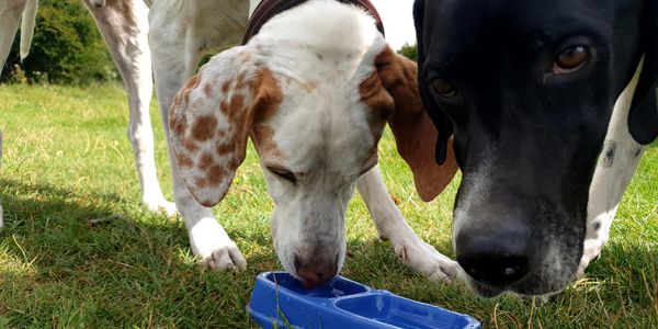 Dog walking near me, dog walker near me, dog walking Stroud, Dog Walker Stroud, CaNine 2 Five