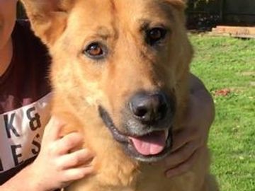 Dog with a head tilt