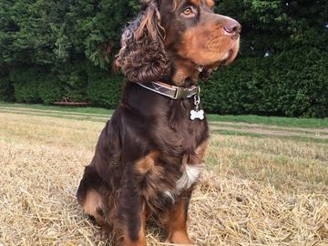 Spaniel looking noble