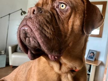 Dog de Bordeaux