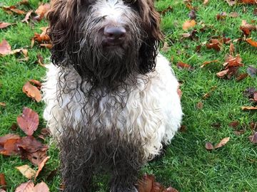 Very messy spaniel