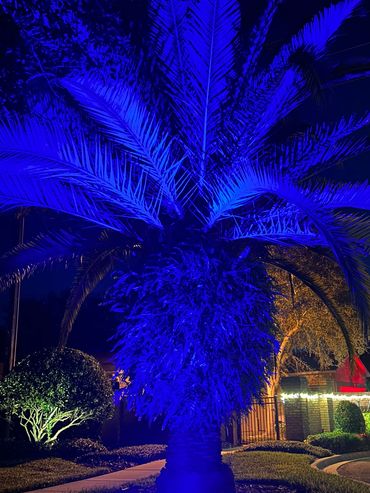 Palm Resort Vibes with Color Changing Landscape Lighting-Wi-Fi Controlled
Bright Blue