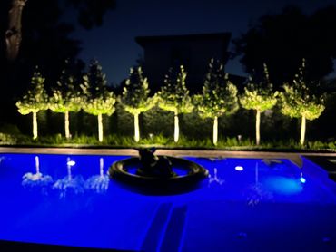 Uplighting to highlight the trees around the pool.