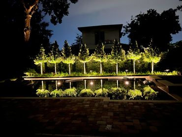 Trees illuminated around pool