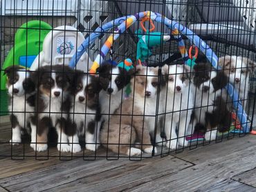 The Pasta Litter May 2022