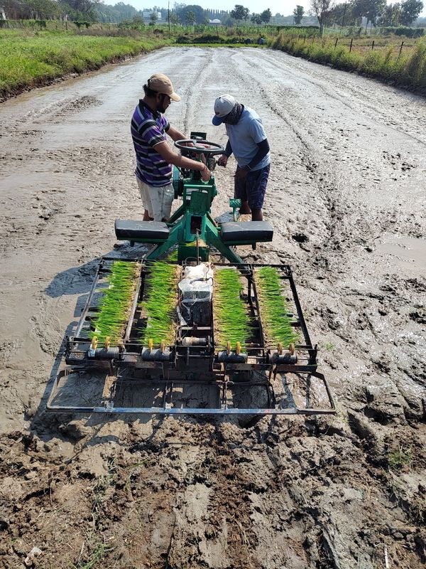 Oscillo Machines Paddy Transplanter 
Rootwashed Paddy Transplanter