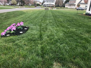 Professionally mowed lawn with stripes.