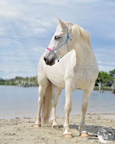 beach horseback riding