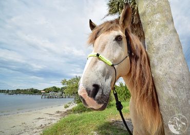 beach horses