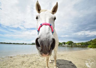 florida beach horseback rides