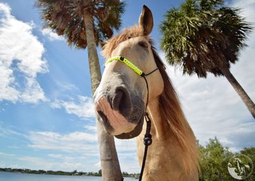 beach horses